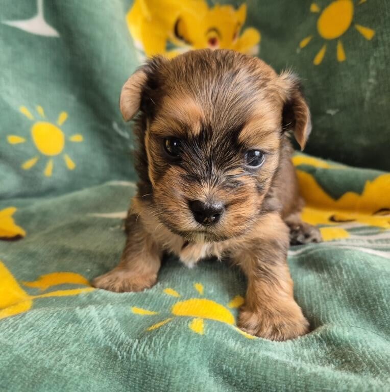 Chiot N°2