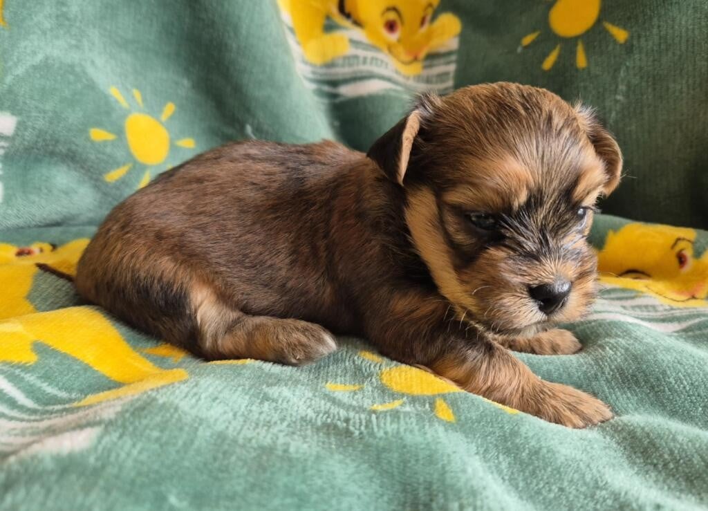 Chiot N°2