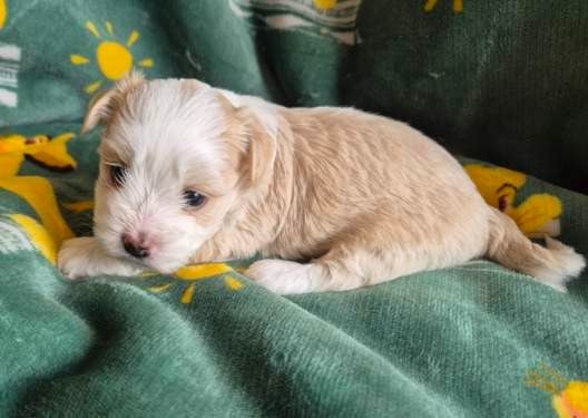 Chiot N°3