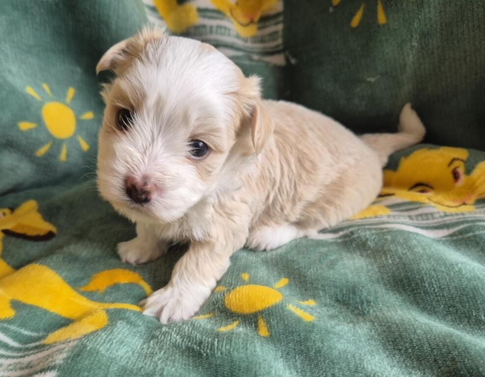 Chiot N°3
