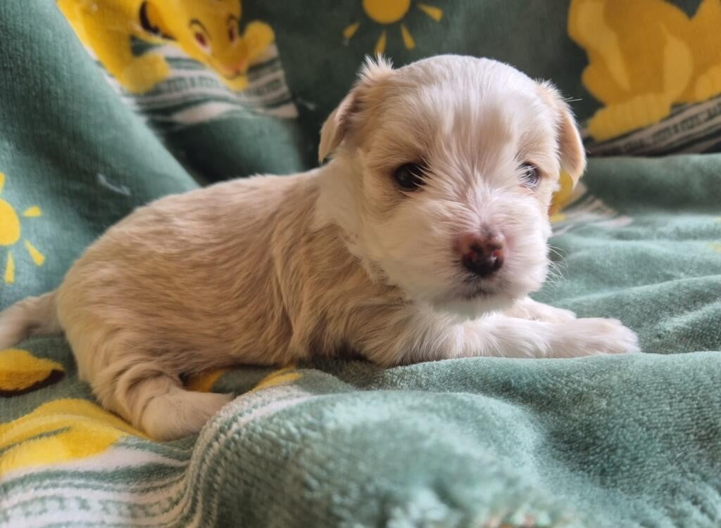 Chiot N°3