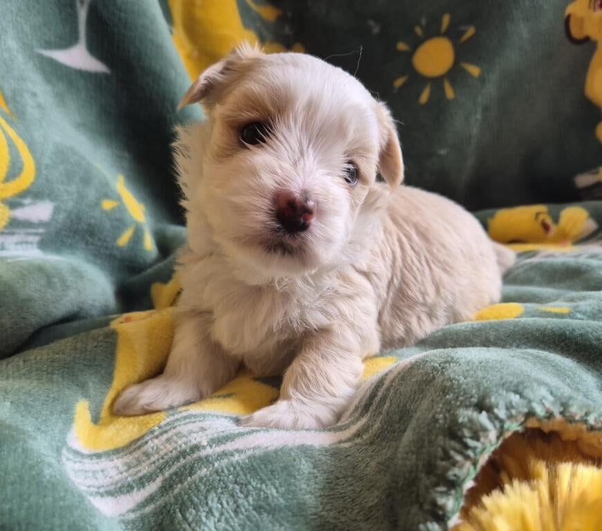 Chiot N°3