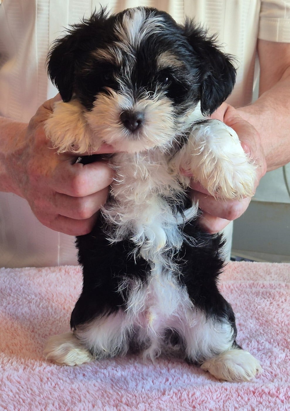 Chiot N°1