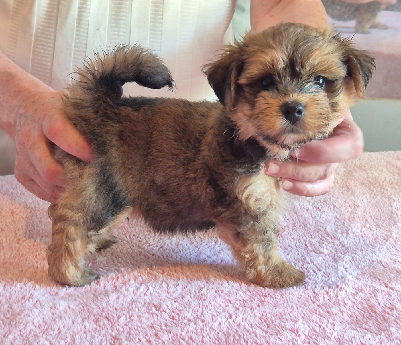 Chiot N°2
