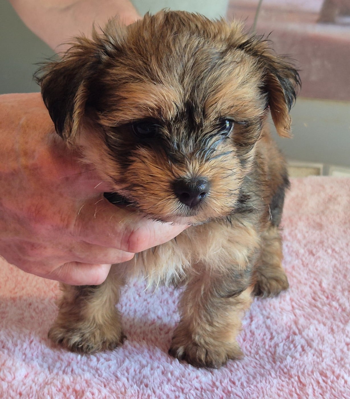 Chiot N°2