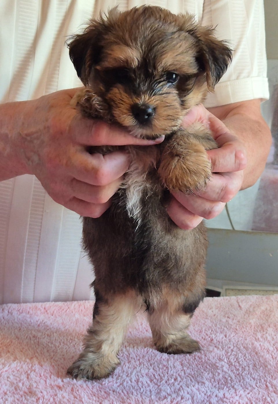 Chiot N°2