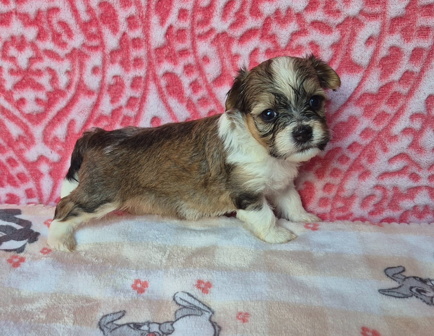 Chiot N°1