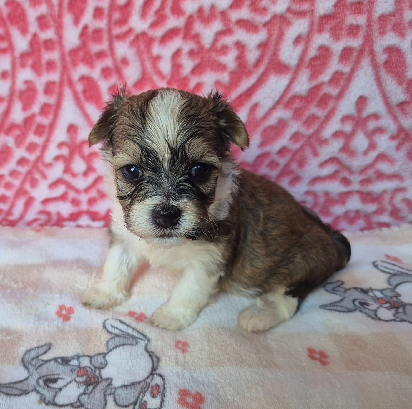 Chiot N°1