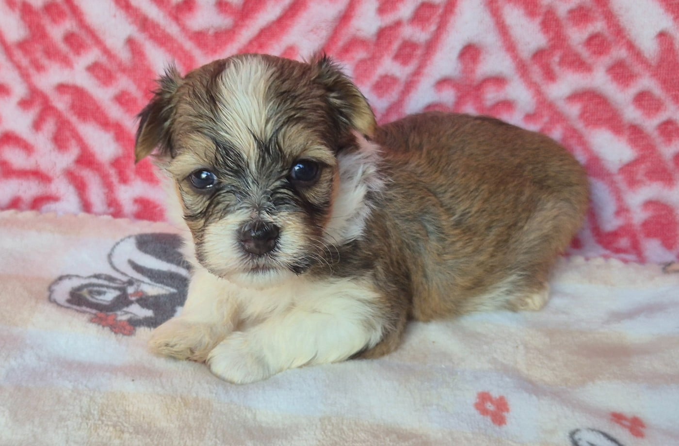 Chiot N°1