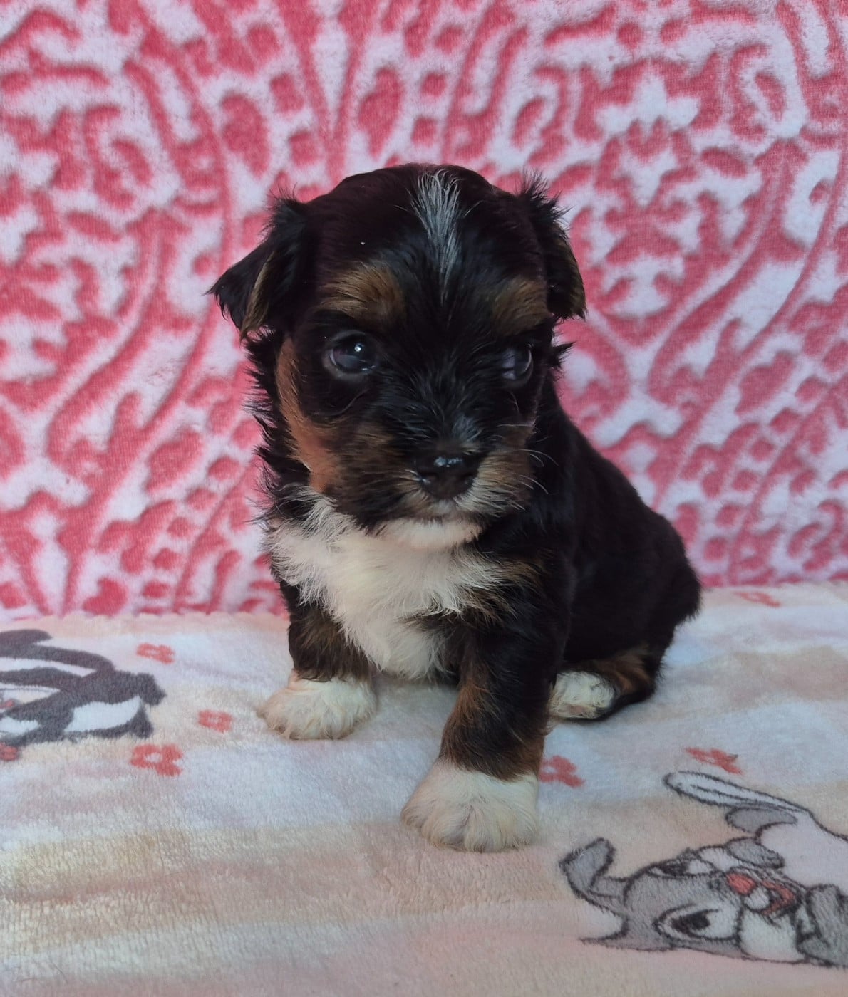 Chiot N°2