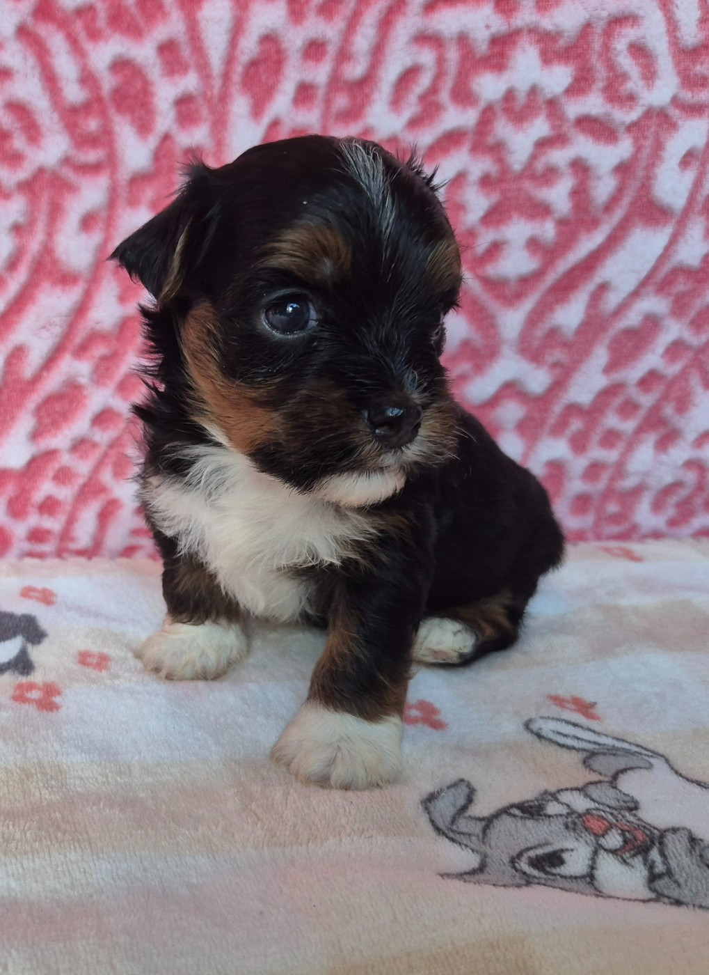Chiot N°2