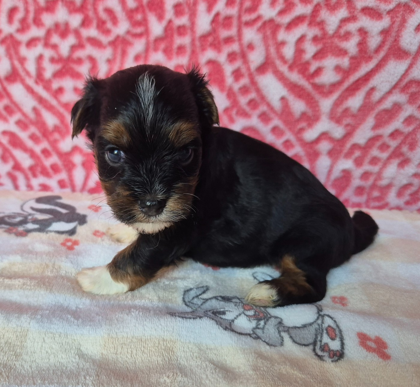 Chiot N°2