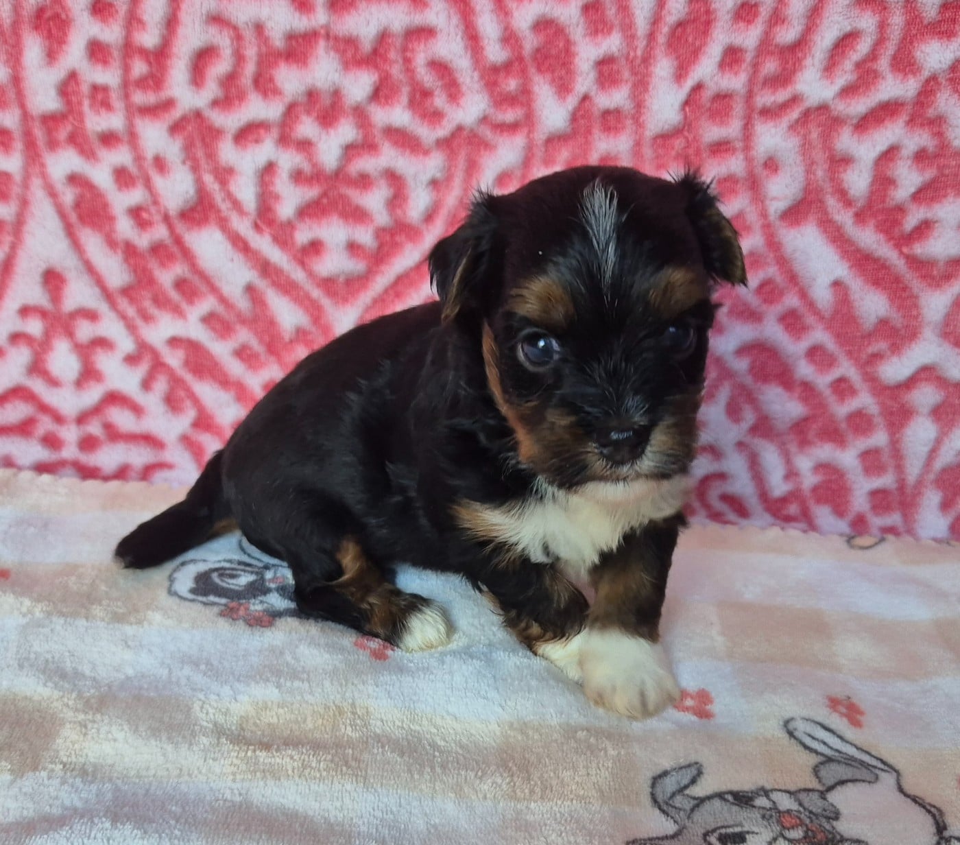Chiot N°2