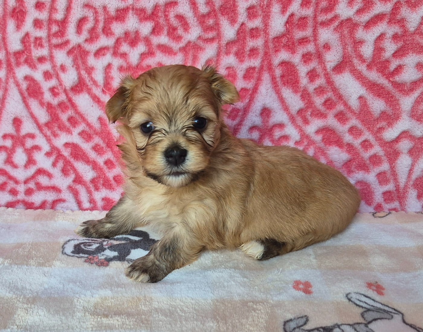 Chiot N°3