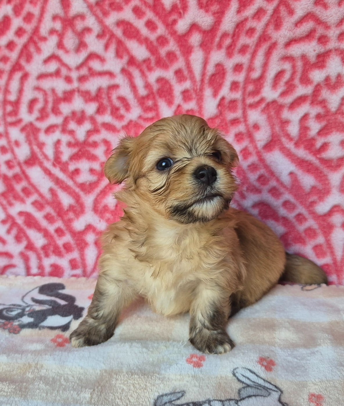 Chiot N°3