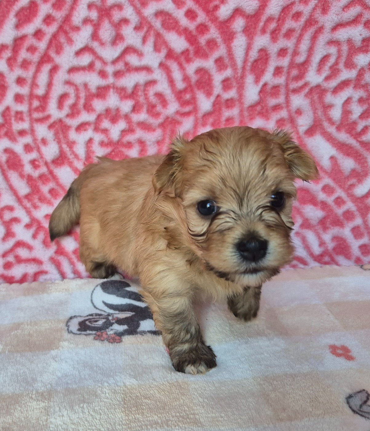 Chiot N°3