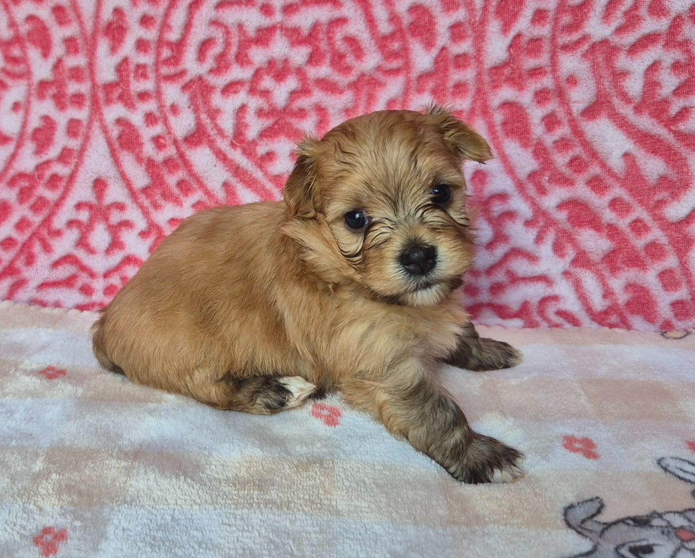 Chiot N°3