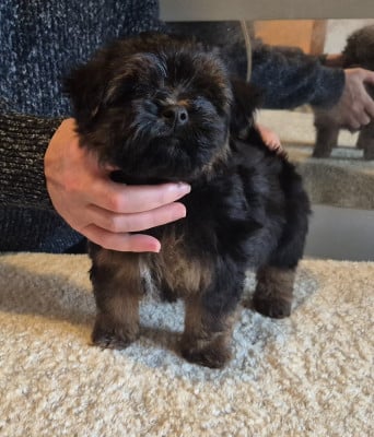 Les chiots de Bichon Havanais