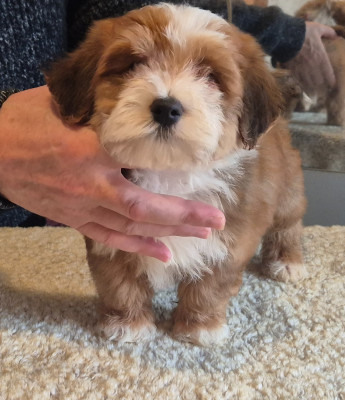 Les chiots de Bichon Havanais