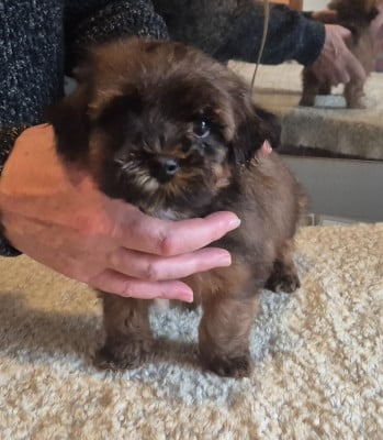 Les chiots de Bichon Havanais