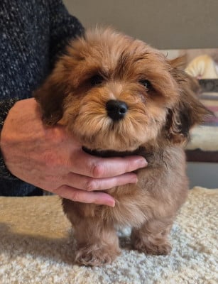 Les chiots de Bichon Havanais