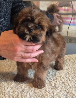 Les chiots de Bichon Havanais