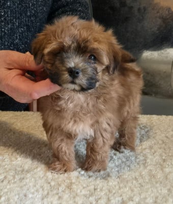 Les chiots de Bichon Havanais