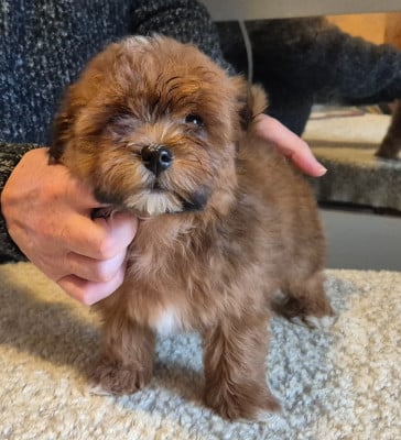 Les chiots de Bichon Havanais