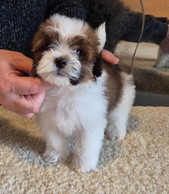 Les chiots de Bichon Havanais