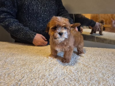 Les chiots de Bichon Havanais