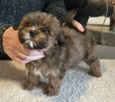 Les chiots de Bichon Havanais