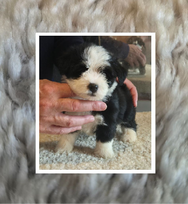 Les chiots de Bichon Havanais