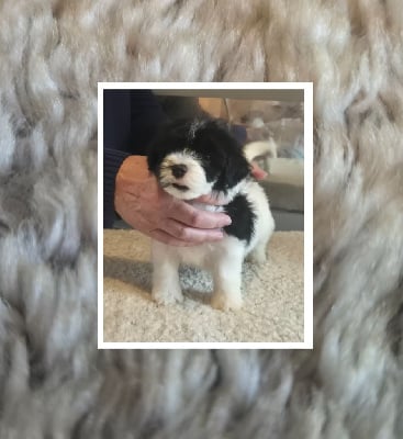 Les chiots de Bichon Havanais