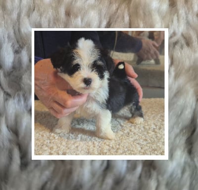 Les chiots de Bichon Havanais