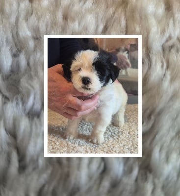 Les chiots de Bichon Havanais