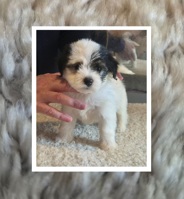 Les chiots de Bichon Havanais