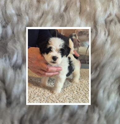 Les chiots de Bichon Havanais