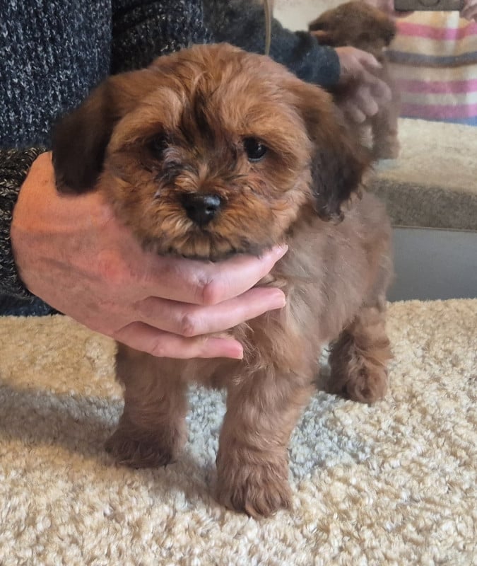 Bichon Havanais - Du Domaine De Brière