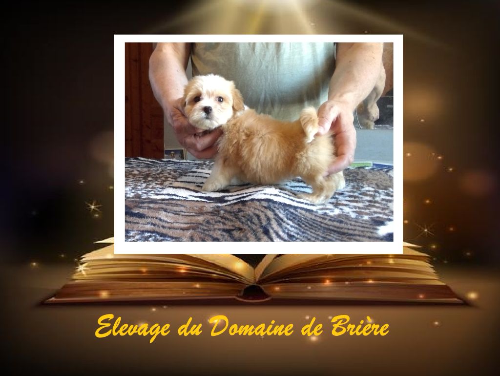 CHIOT