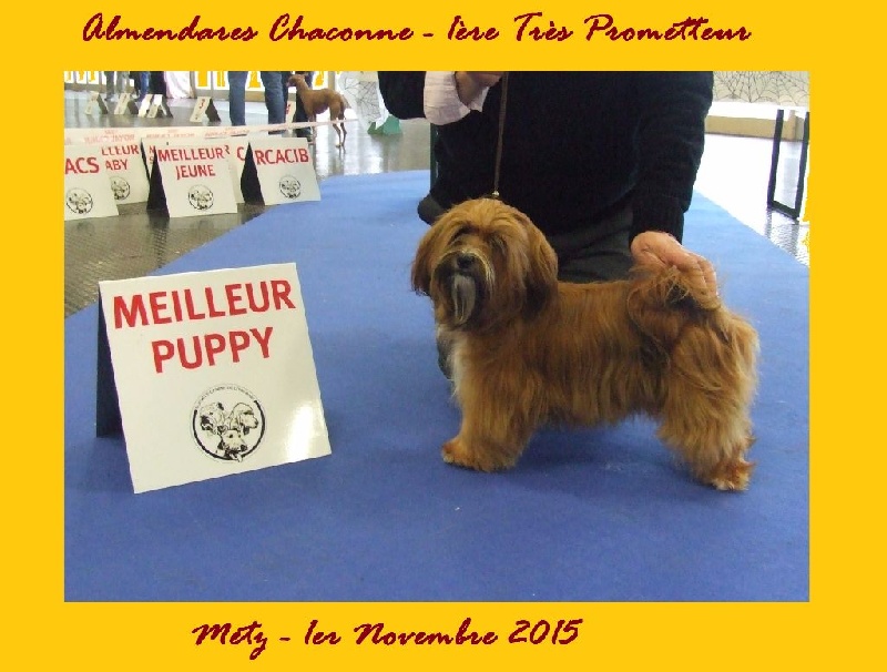 almendares Chaconne - 1ère très prometteur. Meilleur puppy.