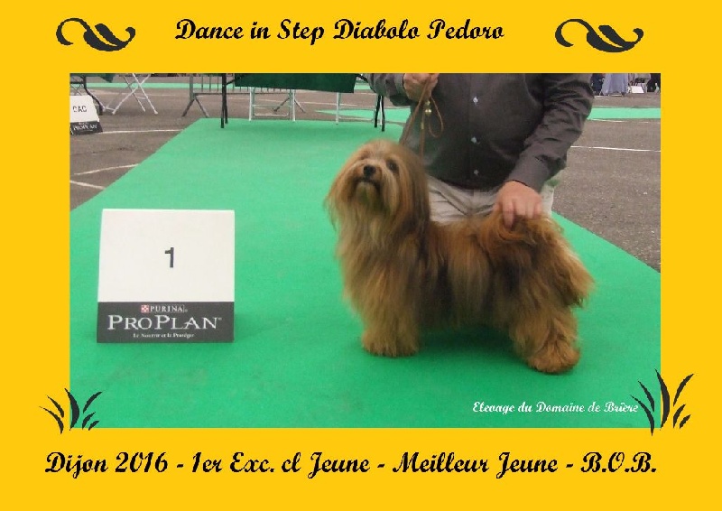 CH. Dance in step diabolo pedoro - 1er exc. Classe jeune. Meilleur jeune. BOB.