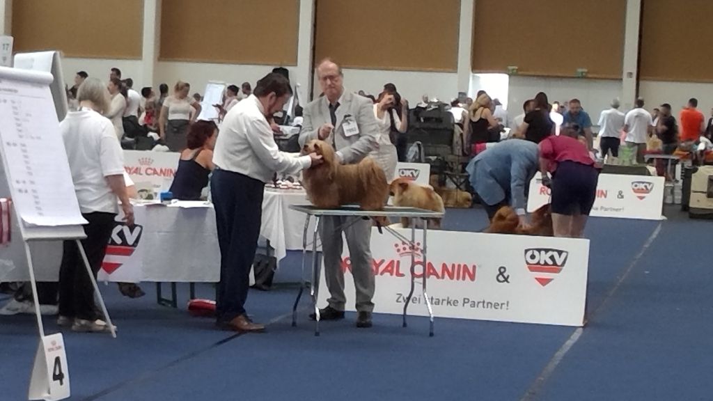 CH. Dance in step diabolo pedoro - 4ème exc. Classe champion.