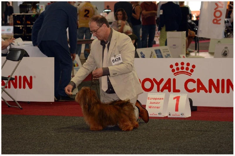 CH. Dance in step diabolo pedoro - 2ème exc. Classe jeune mâle.