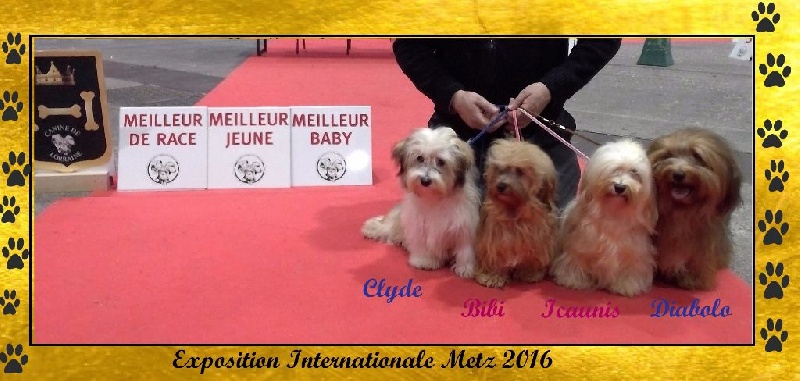 CH. Dance in step diabolo pedoro - 1er exc. Classe ouverte. CAC-CACIB-BOB