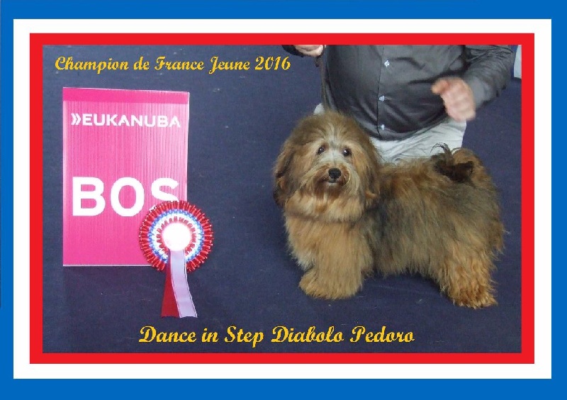 CH. Dance in step diabolo pedoro - 1er exc. Classe jeune. Meilleur jeune.