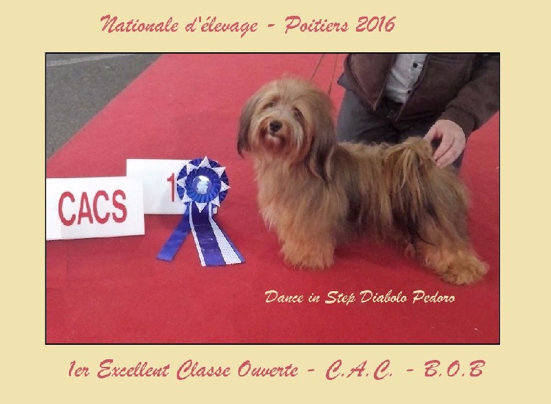 CH. Dance in step diabolo pedoro - 1er exc. Classe ouverte. CAC-BOB.