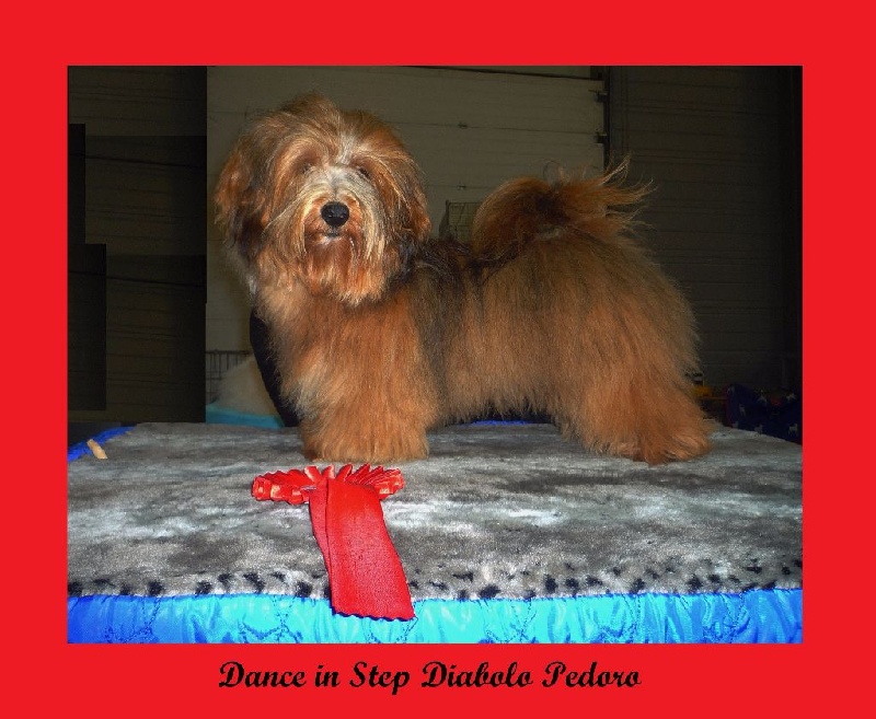 CH. Dance in step diabolo pedoro - 1er très prometteur. Meilleur puppy.