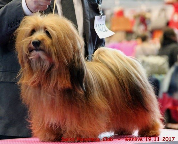 CH. Dance in step diabolo pedoro - 1er exc. Classe ouverte CAC-CACIB-BOB