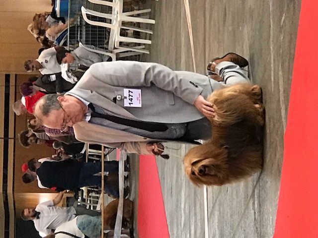 CH. Dance in step diabolo pedoro - 1er exc. Classe champion. CACIB-BOS.