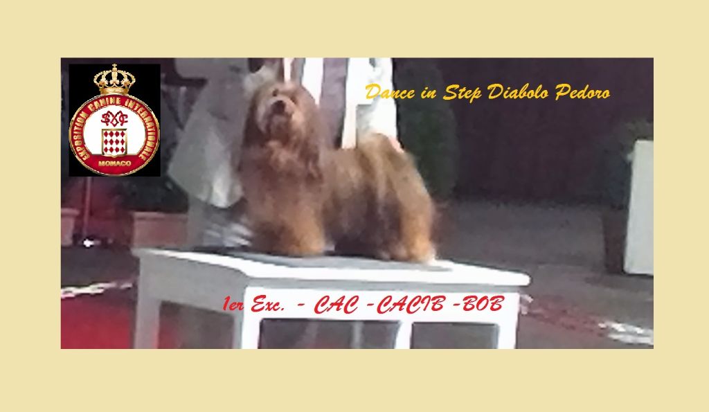 CH. Dance in step diabolo pedoro - 1er exc. Classe ouverte. CAC-CACIB-BOB